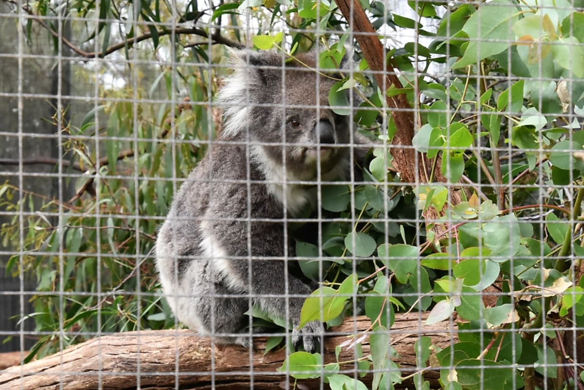 メルボルン動物園のコアラです。 | メルボルン（ビクトリア州）