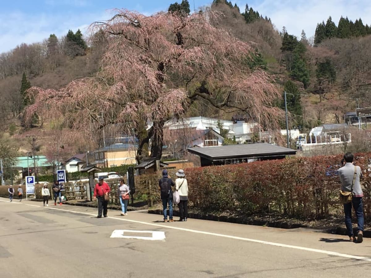 何とか、赤みが見られた事で納得 | 秋田