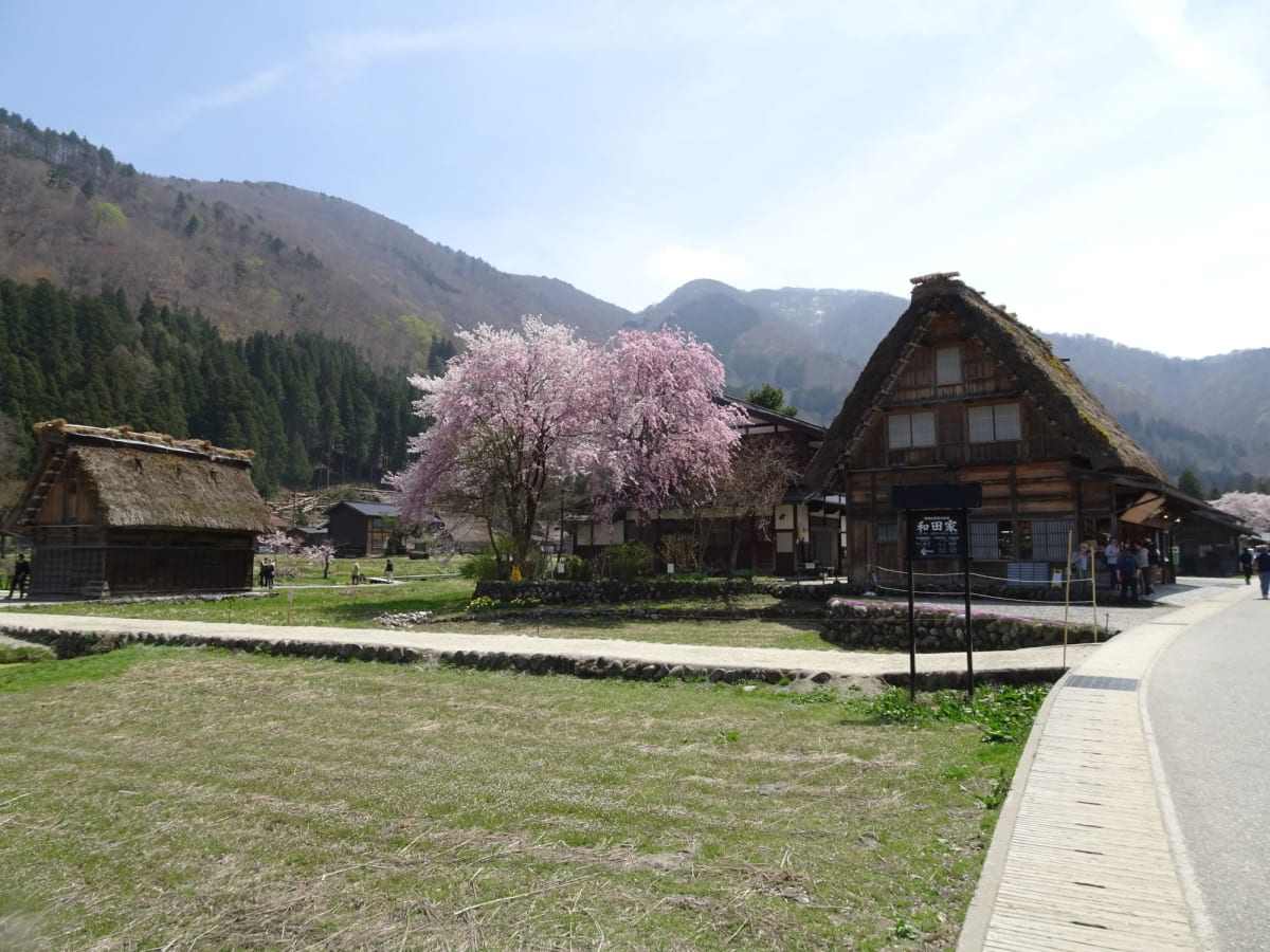 桜の満開に感激。”売るな”、”貸すな”、”壊すな”をモットーに合掌造りの家屋は守られているそうです。 | 金沢