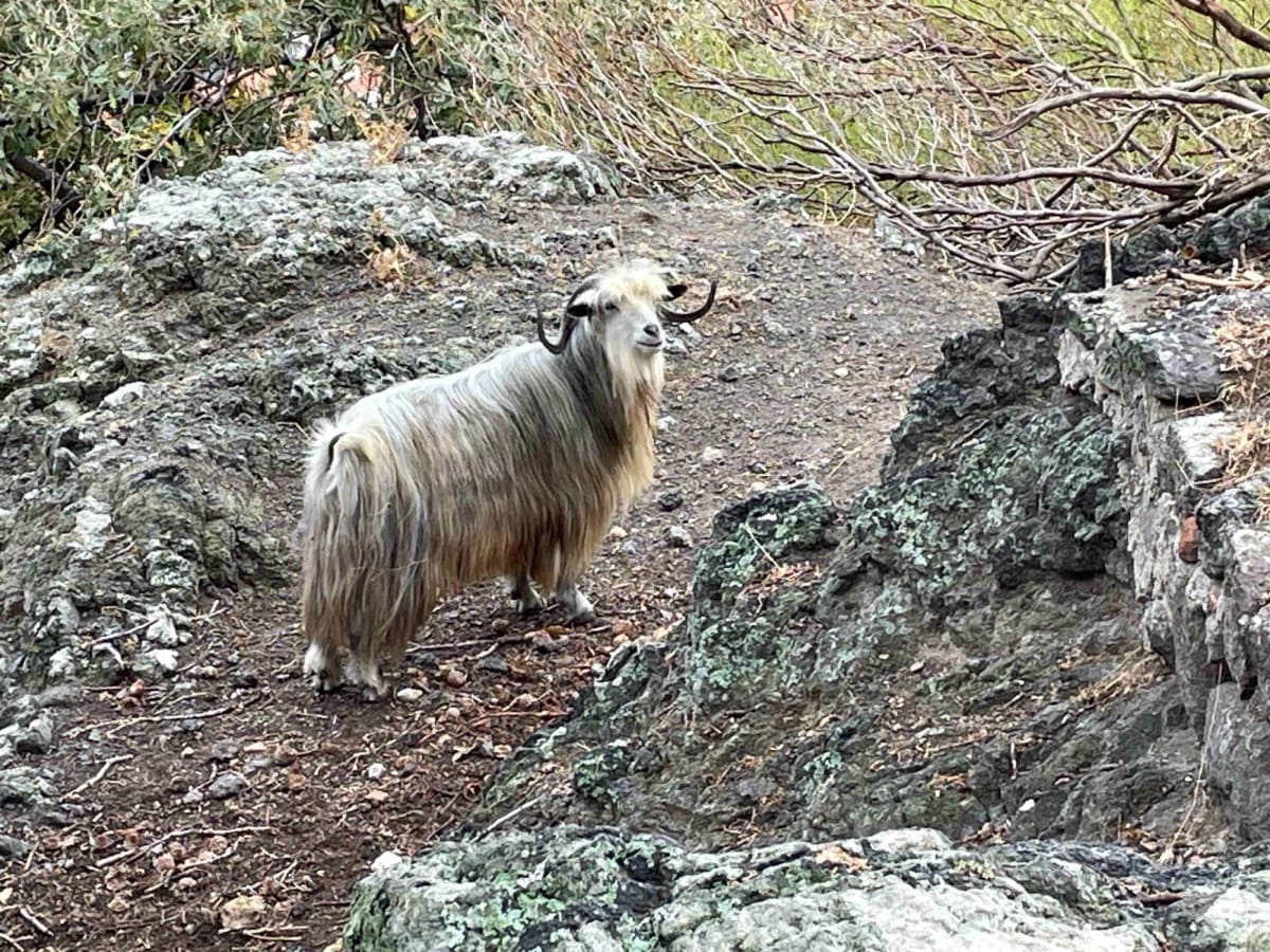 ミリナ城の山羊。結構大きくて強そう。