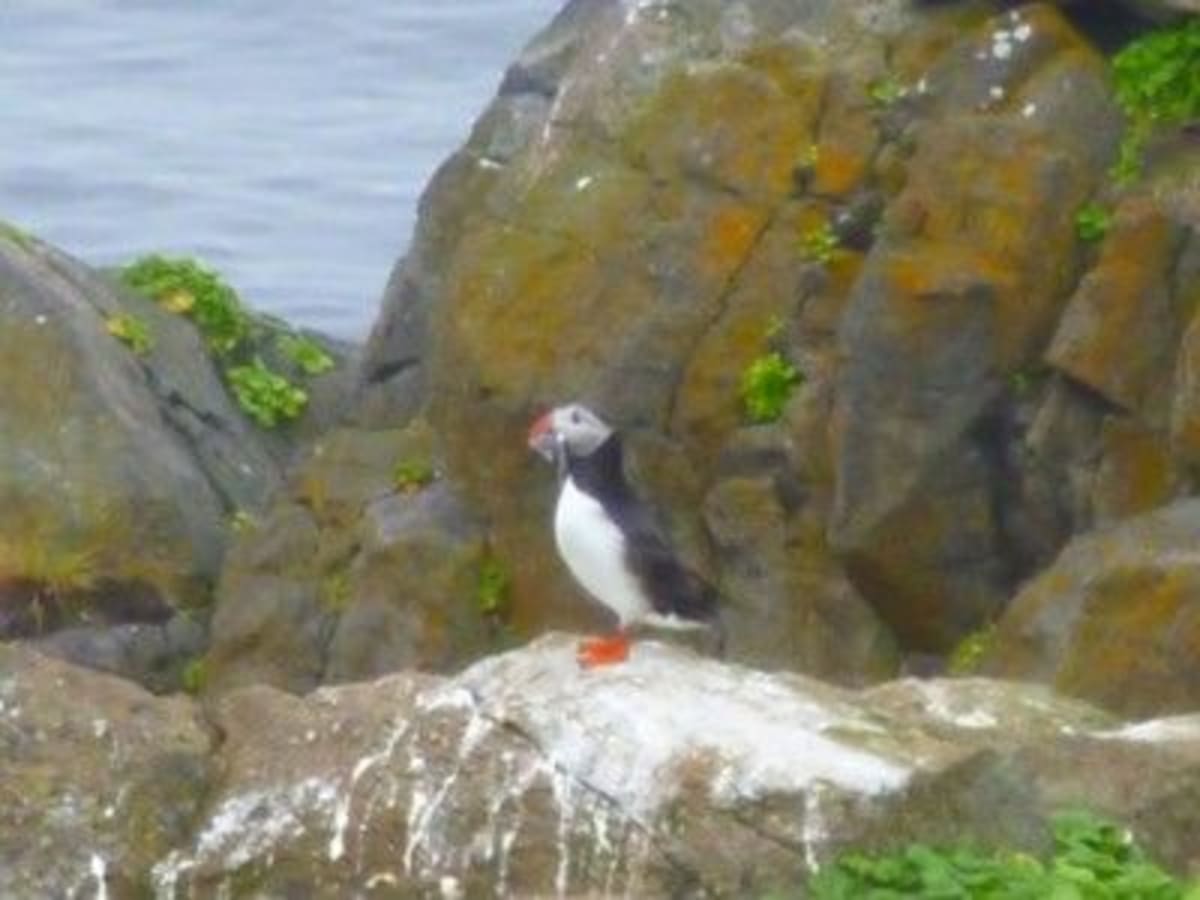 グリムスエイ島ではぱふぃんに遭遇 | グリムセイ島（北極圏）