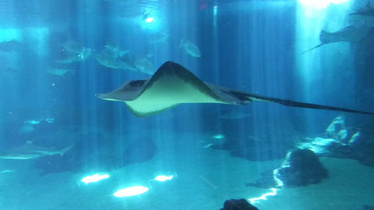 水族館（マウイオーシャンセンター）に行きました。エイやサメがたくさんいました。 | カフルイ（マウイ島）