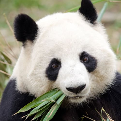 クリスタル・クルーズ、2015年にアジアで限定ブティック・アドベンチャーを提供 Cruisemans