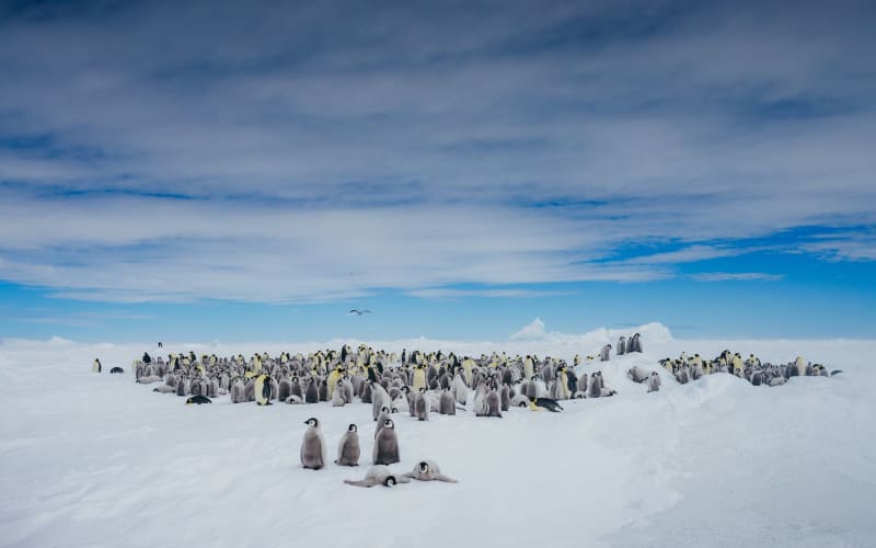 クォーク・エクスペディションズ、2023年に南極のスノーヒル島の皇帝ペンギンコロニーに帰還へ