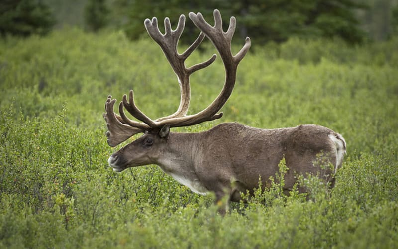 アラスカ・ヘラジカにタイリク・オオカミ。アラスカの野生動物BIG5