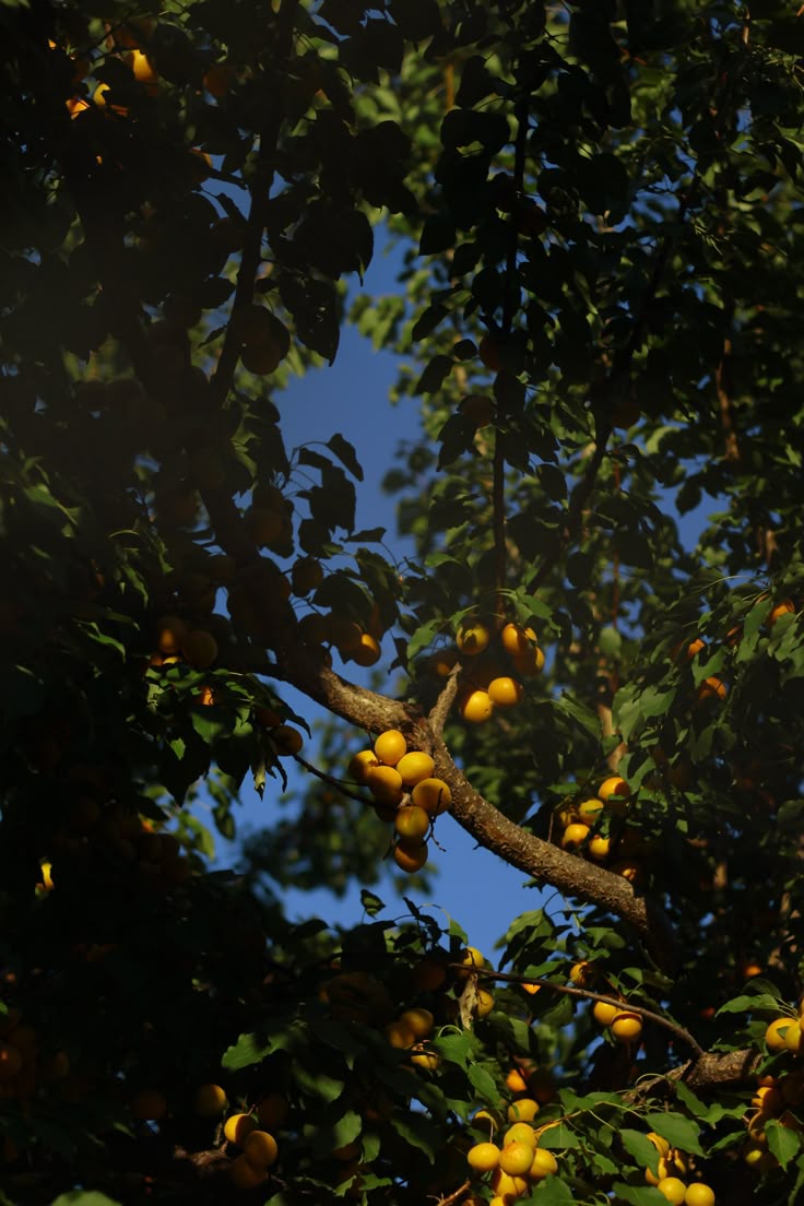Jugo de limón