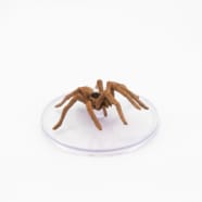 Giant Wolf Spider - 15 Thumb Nail