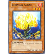 Burning Algae Thumb Nail