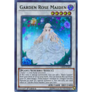 Garden Rose Maiden Thumb Nail