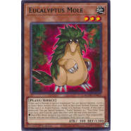 Eucalyptus Mole Thumb Nail