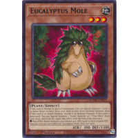 Eucalyptus Mole - Maze of Muertos Thumb Nail