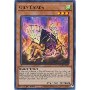 Oily Cicada