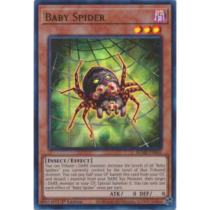 Baby Spider