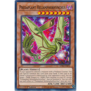 Predaplant Heliamphorhynchus