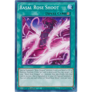 Basal Rose Shoot