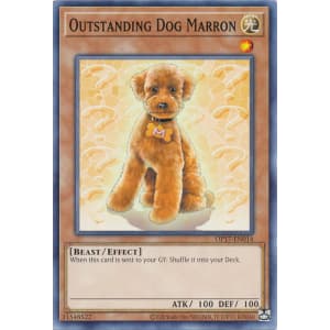 Outstanding Dog Marron