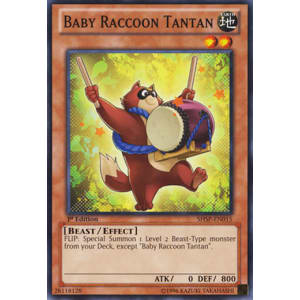 Baby Raccoon Tantan