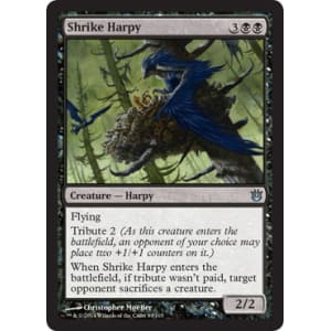 Shrike Harpy