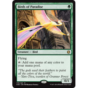 Birds of Paradise