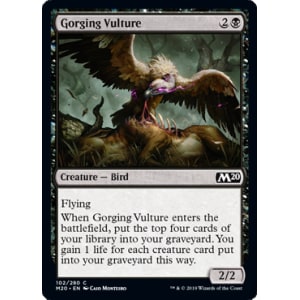 Gorging Vulture