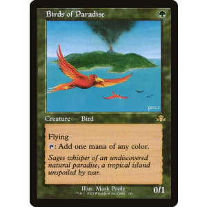Birds of Paradise