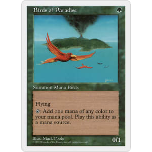 Birds of Paradise