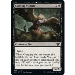 Gorging Vulture