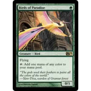 Birds of Paradise