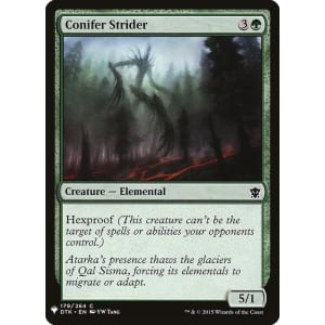 Conifer Strider