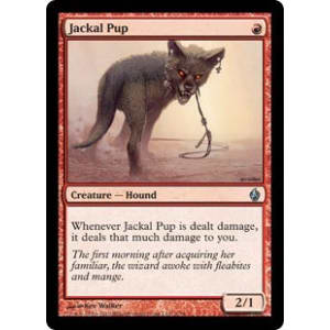 Jackal Pup
