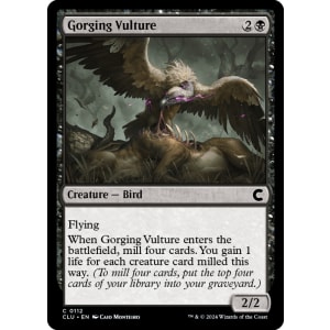 Gorging Vulture
