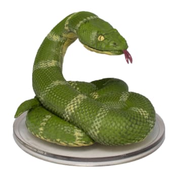 Constrictor Snake - 044