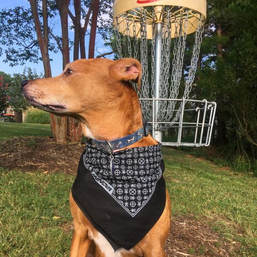 Bandana Innova Disc Golf, Neuf, Accessoire Joueur