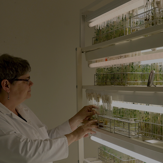 Researcher examining plant samples in a gene bank