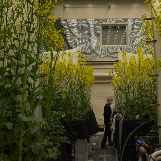 Greenhouse with genetically engineered crop varieties