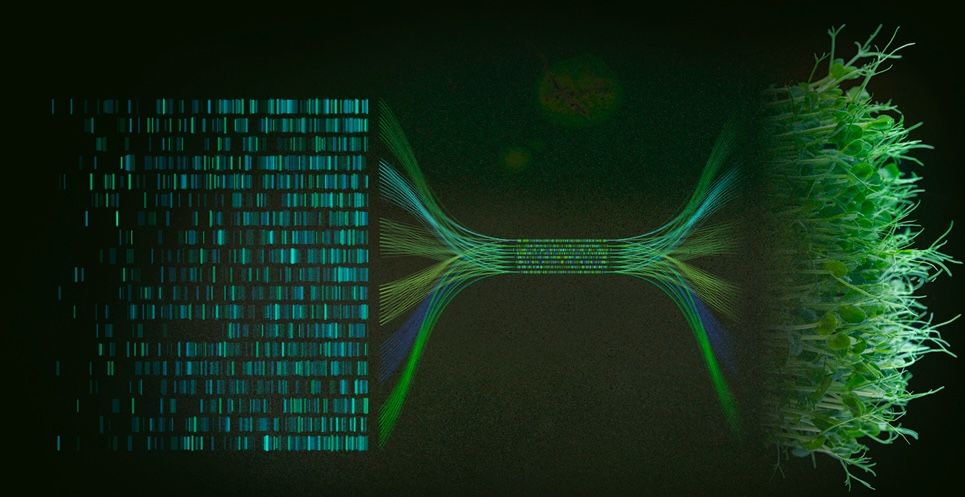 Fibers connecting code to grass