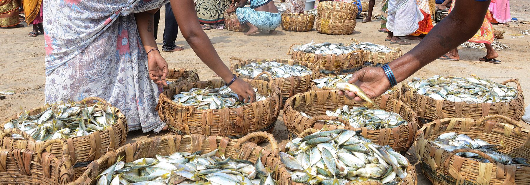 Fisherwomen sort through a catch of fish on a beach. (NOAH SEELAM/AFP/Getty Images) Fisherwomen sort through a catch of fish on a beach. (NOAH SEELAM/AFP/Getty Images)
