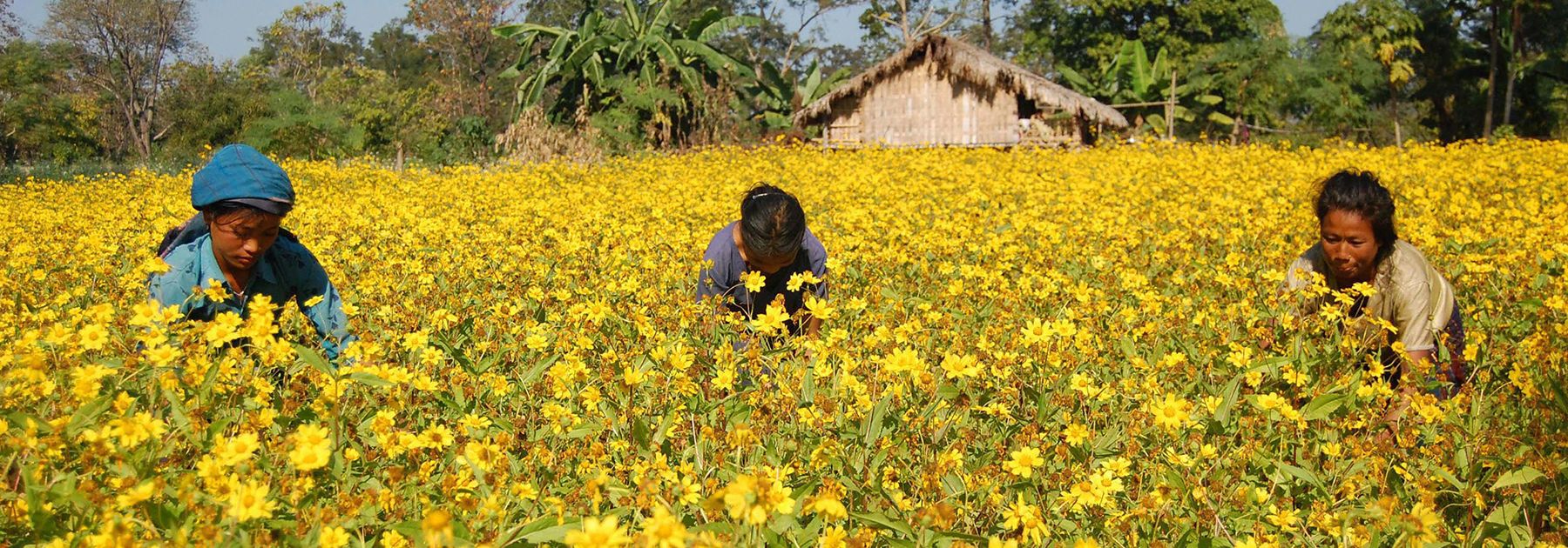 Chakma women work in a sunflower field in Diyun. (PARTHAJIT DATTA/AFP/Getty Images) Chakma women work in a sunflower field in Diyun. (PARTHAJIT DATTA/AFP/Getty Images)