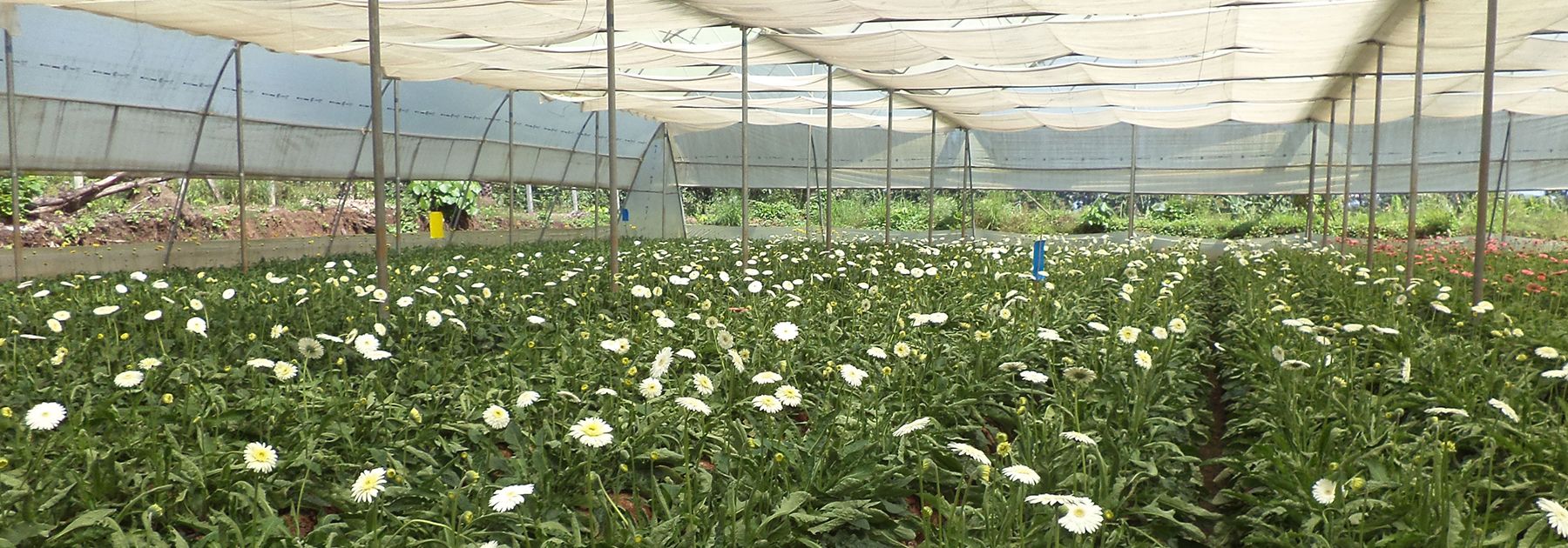 Gerbera Cultivation-in Poly-house, Dr. Rajendra Prasad Central Agriculture University. (Neerajk.bit, licensed under CC BY-SA 4.0) Gerbera Cultivation-in Poly-house, Dr. Rajendra Prasad Central Agriculture University. (Neerajk.bit, licensed under CC BY-SA 4.0)