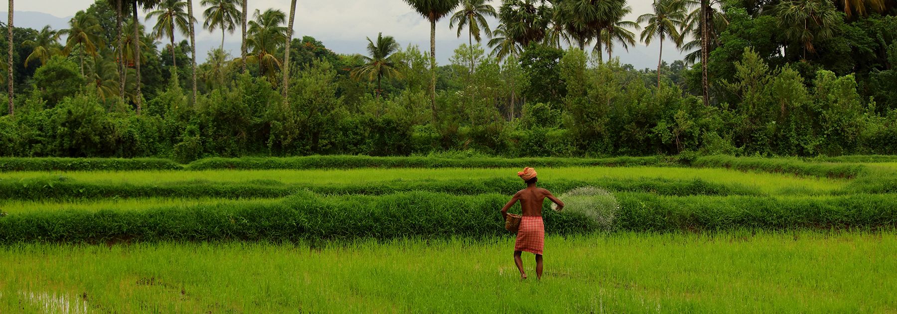 Fertilizing a rice paddy in Kerala. Fertilizing a rice paddy in Kerala.