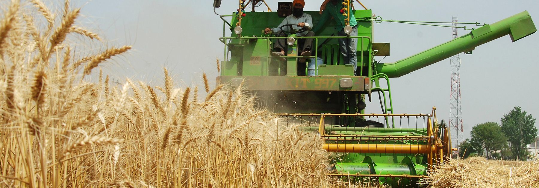 A farmer uses a combine to plough a wheat field on the outskirts of Amritsar. (Photo credi: NARINDER NANU/AFP/Getty Images) A farmer uses a combine to plough a wheat field on the outskirts of Amritsar. (Photo credi: NARINDER NANU/AFP/Getty Images)