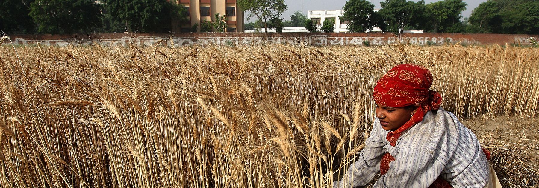 A farmer harvests a crop of wheat in a field in Ghaziabad. (PRAKASH SINGH/AFP/Getty Images) A farmer harvests a crop of wheat in a field in Ghaziabad. (PRAKASH SINGH/AFP/Getty Images)