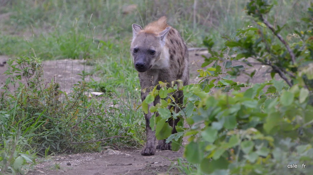 safari Afrique du sud – hyène