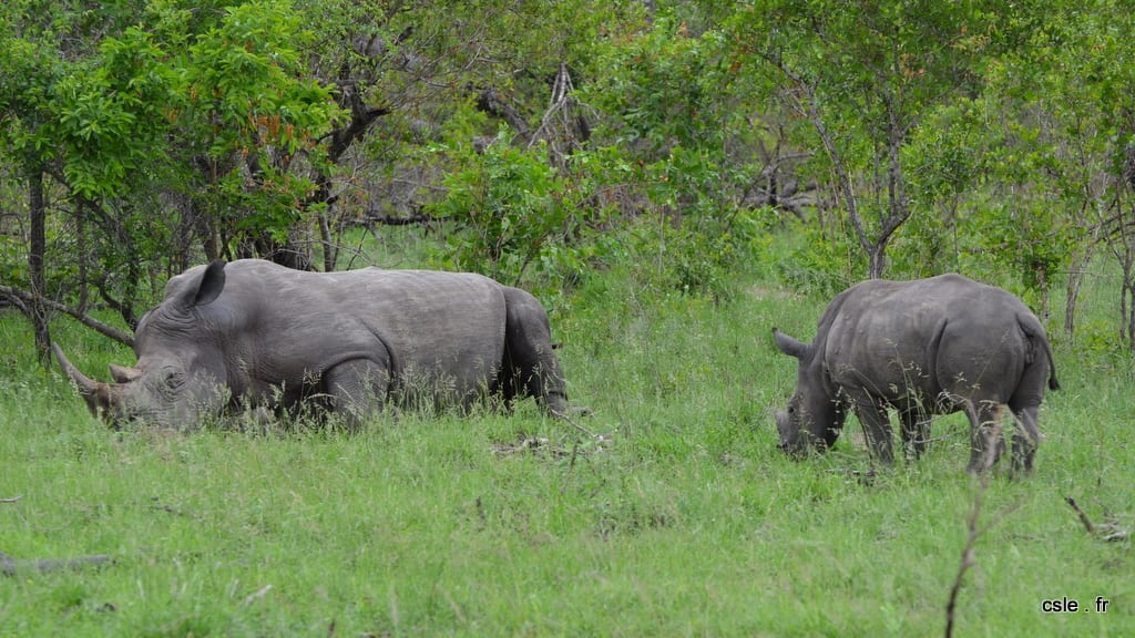 Rhinoceros – safari Afrique du sud (8)