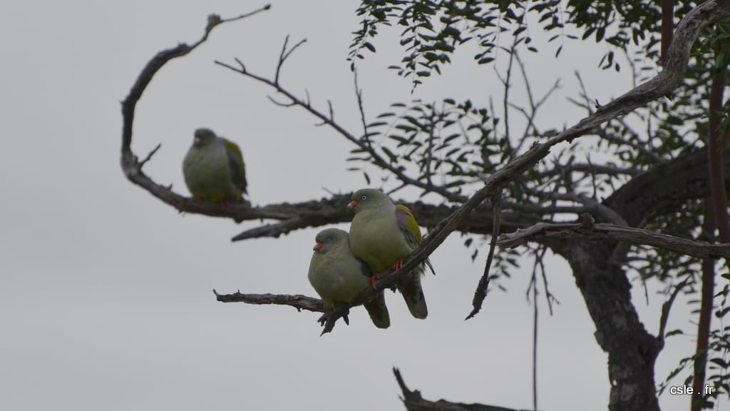 oiseau Afrique du sud safari (2)