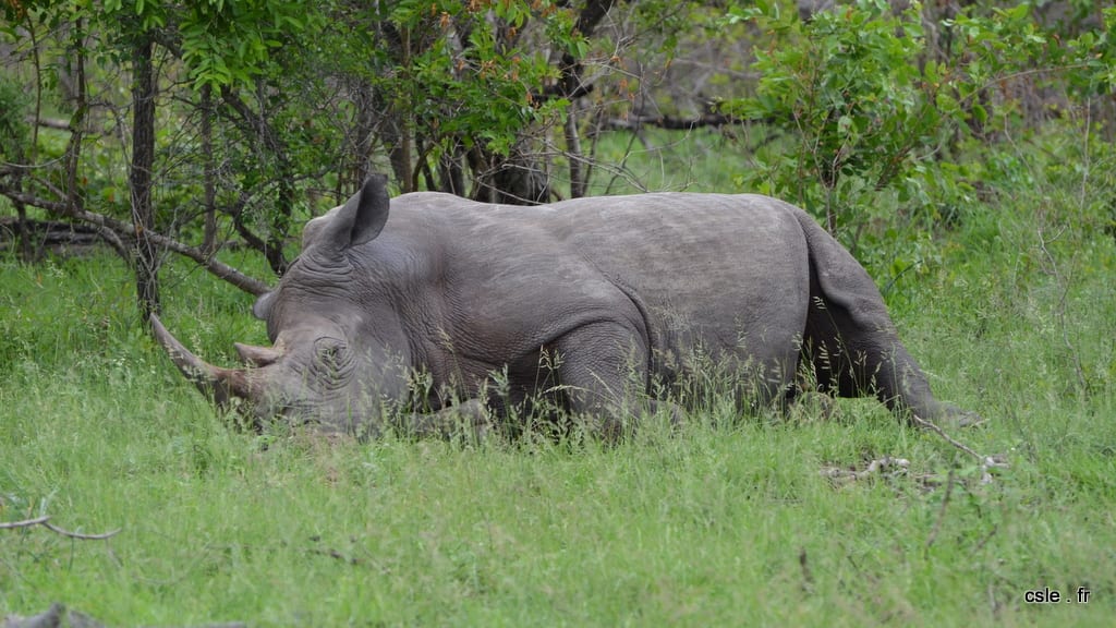 Rhinoceros qui dort – safari Afrique du sud