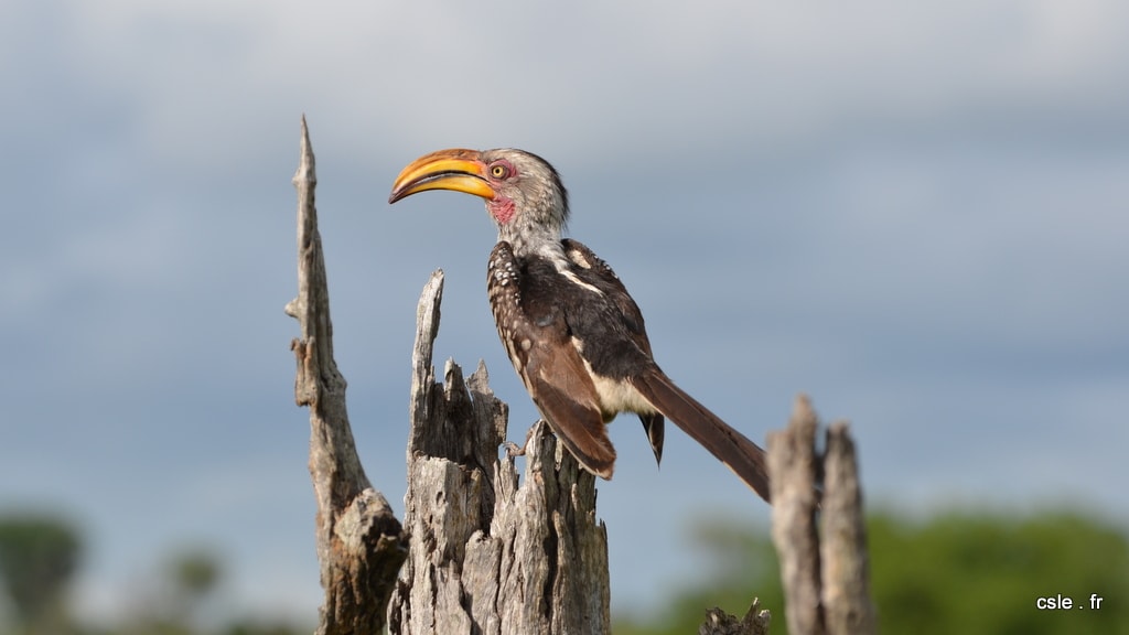 oiseau Afrique du sud safari