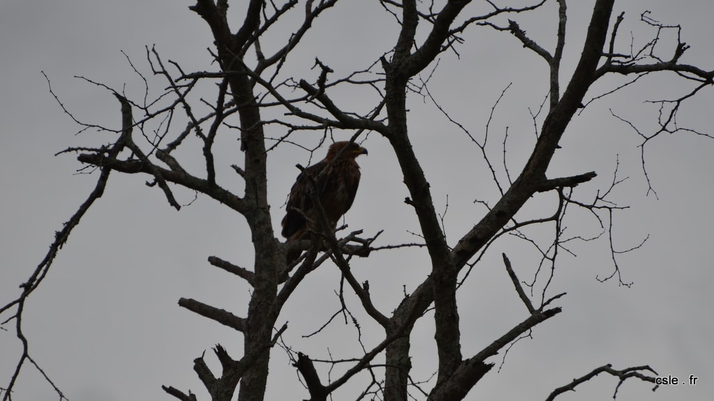 oiseau Afrique du sud safari (8)