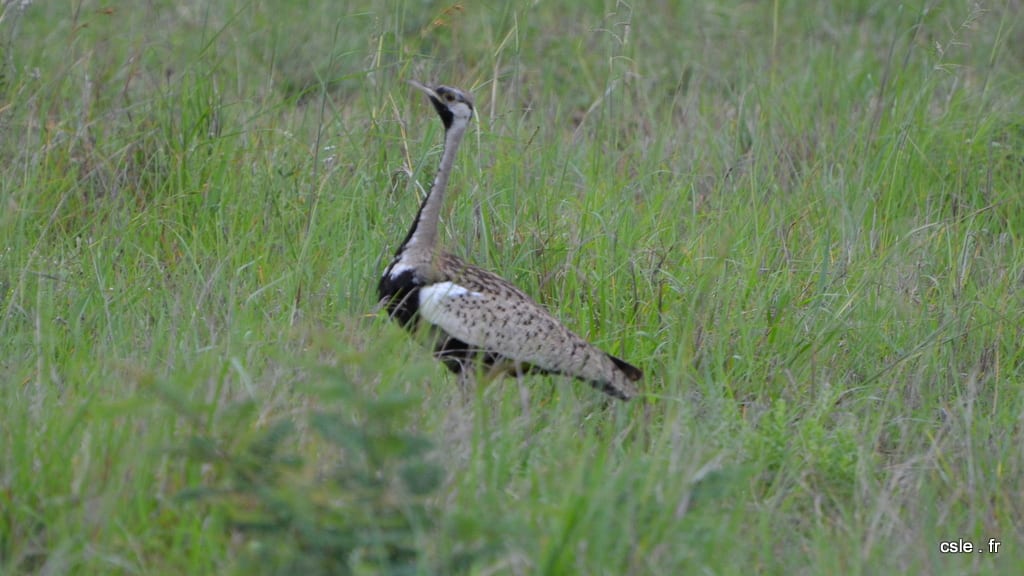 oiseau Afrique du sud safari (4)