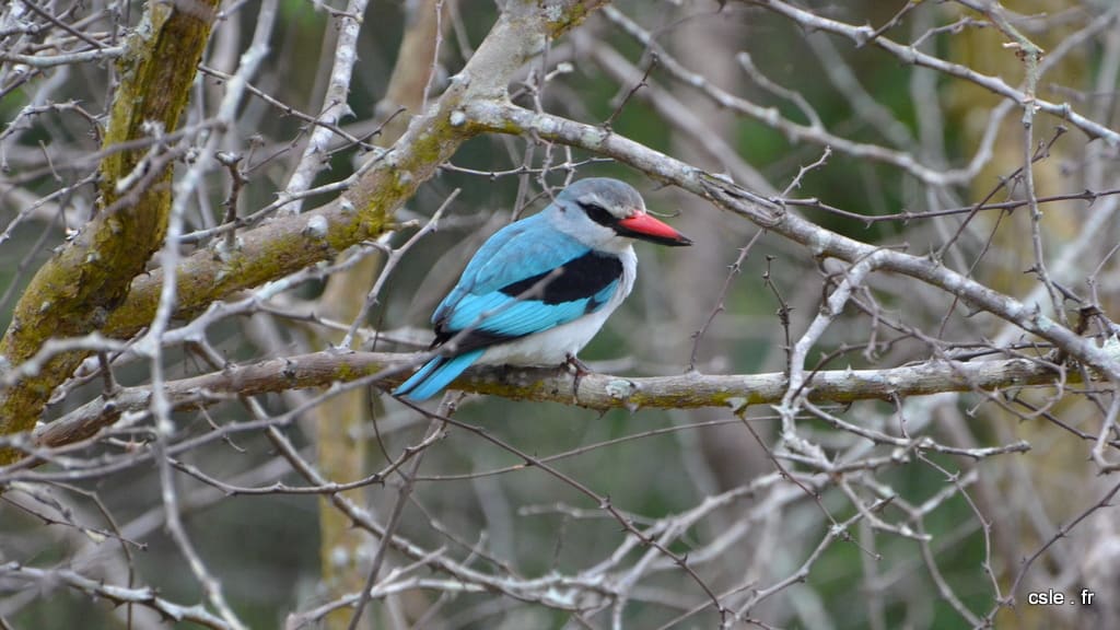 oiseau – safari afrique du sud